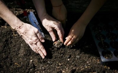 Community Garden at Cambridge Square Apartments