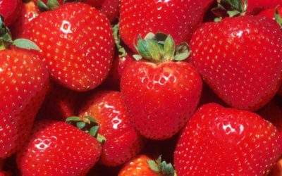 Chesapeake Strawberry Guide 2020